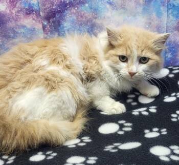 Domestic Long Hair Cats Available for Adoption in Washington Court House, Ohio - Lion Heart | PetCurious