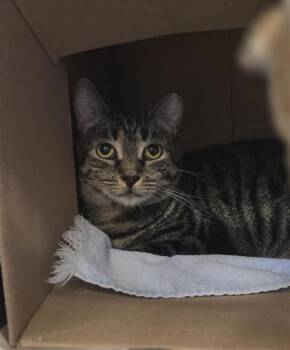 Savannah -  Domestic Short Hair Cat for Adoption in Largo, Florida - Savannah | PetCurious