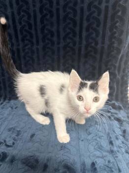 Pook-A-Dot -  Domestic Short Hair Cat for Adoption in Waterloo, Iowa - Pook-A-Dot | PetCurious