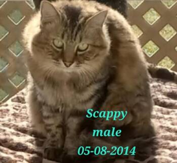 Domestic Long Hair and Maine Coon Cats Available for Adoption in Randolph, Alabama - Scrappy | PetCurious