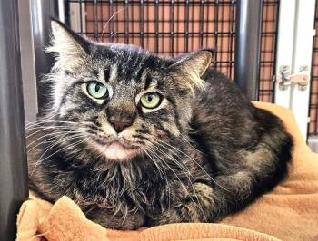 Mochi -  Domestic Short Hair Cat Available for Adoption in Seal Beach, California - Mochi | PetCurious