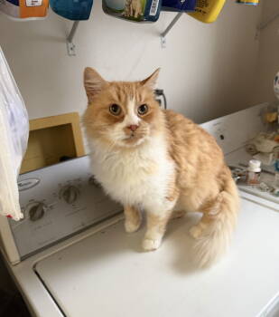 Rescue Domestic Short Hair Cats for Adoption in Walled Lake, Michigan - Lionel | PetCurious