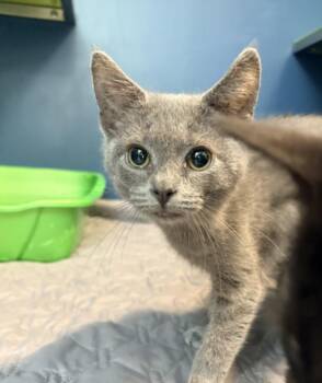 BO PEEP -  Domestic Short Hair Cat for Adoption in Hagerstown, Maryland - BO PEEP | PetCurious