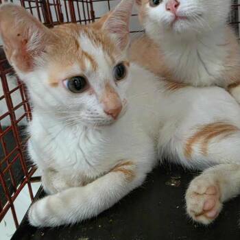 Velma -  Domestic Short Hair Cat for Adoption in Edinburg, Texas - Velma | PetCurious