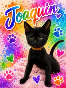 Joaquin Griffey Lozano -  Domestic Short Hair Cat for Adoption in Galt, California - Joaquin Griffey Lozano | PetCurious