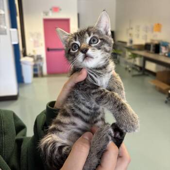Jigglypuff 24 -  Domestic Short Hair Cat for Adoption in Austin, Texas - Jigglypuff 24 | PetCurious