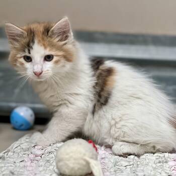 Callie - 61188147 -  Domestic Medium Hair Cat for Adoption in Elko, Nevada - Callie - 61188147 | PetCurious