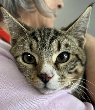 Rescue Domestic Short Hair Cats for Adoption in Johnston, Rhode Island - Aaron | PetCurious