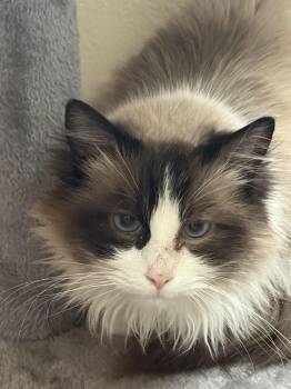 Siamese Cats Available for Adoption - Ranunculus | PetCurious