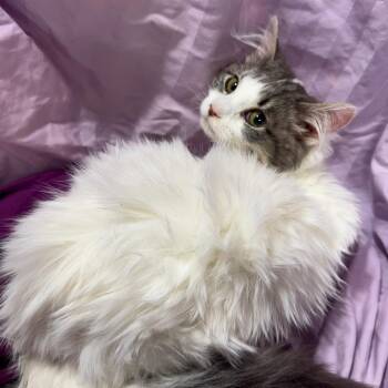 Belladonna 55894 -  Domestic Long Hair Cat for Adoption in Eaton Rapids, Michigan - Belladonna 55894 | PetCurious