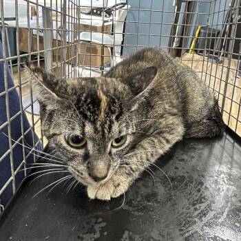 Rescue Domestic Short Hair Cats for Adoption in Newark, New Jersey - Destiny | PetCurious