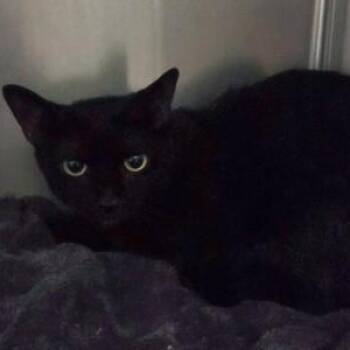 Bumble -  Domestic Short Hair Cat for Adoption in Worcester, Massachusetts - Bumble | PetCurious