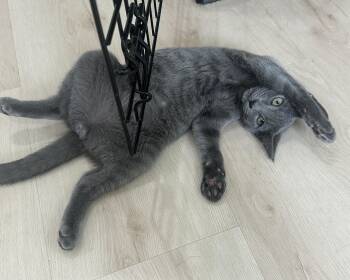 Aioli -  Domestic Short Hair Cat for Adoption in Lemoyne, Pennsylvania - Aioli | PetCurious