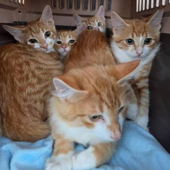 F1 -  Domestic Short Hair Cat for Adoption in Wadena, Minnesota - F1 | PetCurious