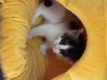 Rembrandt -  Domestic Short Hair Cat for Adoption in Houston, Texas - Rembrandt | PetCurious