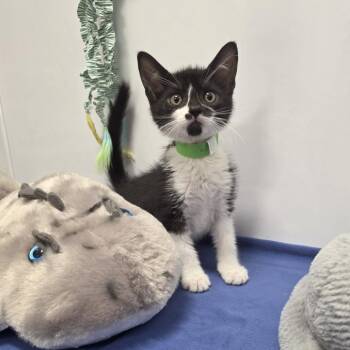 Giovanni -  Domestic Short Hair Cat for Adoption in Fort Wayne, Indiana - Giovanni | PetCurious