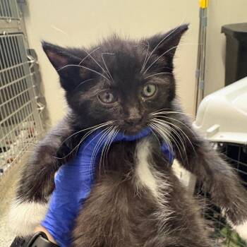 Rhinestone -  Domestic Short Hair Cat for Adoption in Oak Park, Illinois - Rhinestone | PetCurious