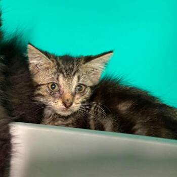 Odette -  Domestic Short Hair Cat for Adoption in Edwardsville, Illinois - Odette | PetCurious