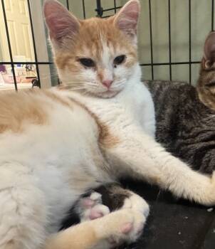 Rescue Domestic Short Hair Cats for Adoption in Raleigh, North Carolina - Cheddar | PetCurious
