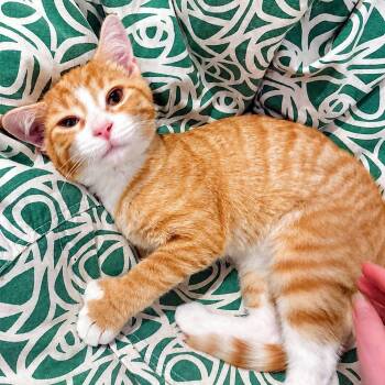 Biggie Smalls -  Domestic Short Hair Cat Available for Adoption - Biggie Smalls | PetCurious
