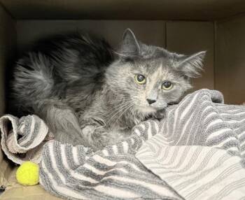 Caramel Macchiato -  Domestic Medium Hair Cat for Adoption - Caramel Macchiato | PetCurious