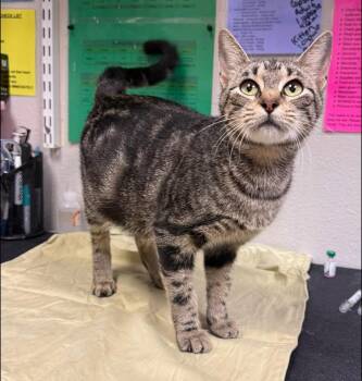 Meghan -  Domestic Short Hair Cat for Adoption in Sorrento, Louisiana - Meghan | PetCurious