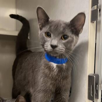 Drake -  Domestic Short Hair Cat for Adoption in Fairport, New York - Drake | PetCurious
