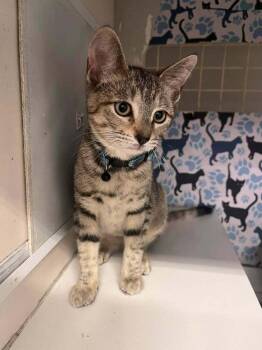 Tabby Cats Available for Adoption in Acworth, Georgia - YoYo | PetCurious
