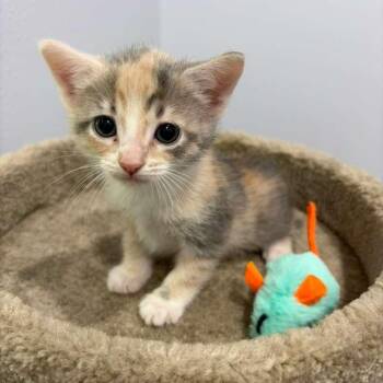 Cairo -  Domestic Short Hair Cat Available for Adoption in Harlingen, Texas - Cairo | PetCurious