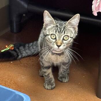 Domestic Short Hair Cats Available for Adoption in Goleta, California - Billy Millie Bobby Brown | PetCurious