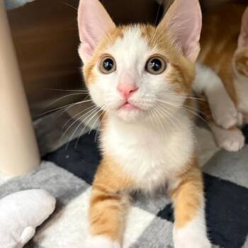 Persimmons -  Domestic Short Hair Cat for Adoption in Keizer, Oregon - Persimmons | PetCurious