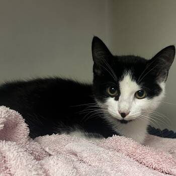 Chowder -  Domestic Short Hair Cat for Adoption in Harrisonburg, Virginia - Chowder | PetCurious