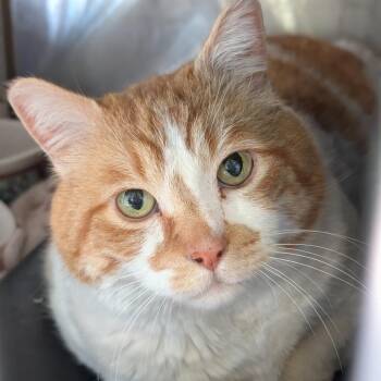Domestic Short Hair Cats Available for Adoption in Spokane, Washington - Jake | PetCurious