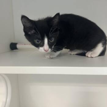 Construction Paper (White) -  Domestic Short Hair Cat for Adoption in Greensboro, North Carolina - Construction Paper (White) | PetCurious