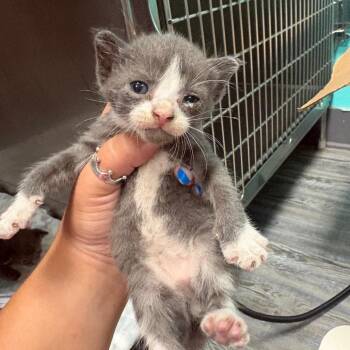 Stormee -  Domestic Short Hair Cat for Adoption in Lake Jackson, Texas - Stormee | PetCurious