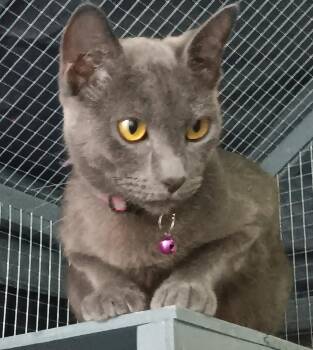 Rescue Domestic Short Hair Cats for Adoption in Schertz, Texas - Collette | PetCurious