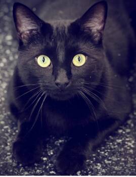 Midnighty -  Domestic Short Hair Cat for Adoption in Waltham, Massachusetts - Midnighty | PetCurious
