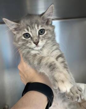 Milkshake - I AM AT PetSmart Northborough -  Domestic Long Hair and Domestic Short Hair Cat for Adoption in East Brookfield, Massachusetts - Milkshake - I AM AT PetSmart Northborough | PetCurious