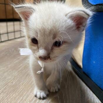 Echo -  Domestic Short Hair Cat for Adoption in Ashland, Oregon - Echo | PetCurious