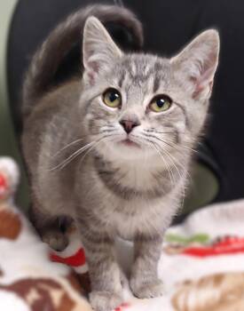 Rescue Domestic Short Hair Cats for Adoption in Belmont, New York - Hewey | PetCurious