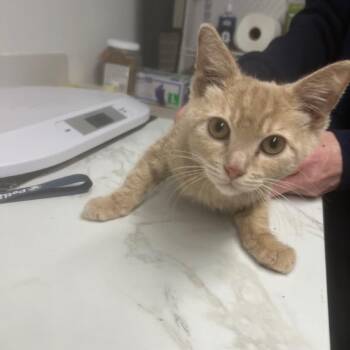 Domestic Short Hair Cats Available for Adoption - Sia | PetCurious