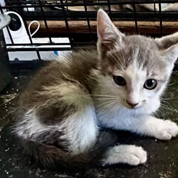 Nitro -  Domestic Short Hair Cat for Adoption in Moses Lake, Washington - Nitro | PetCurious