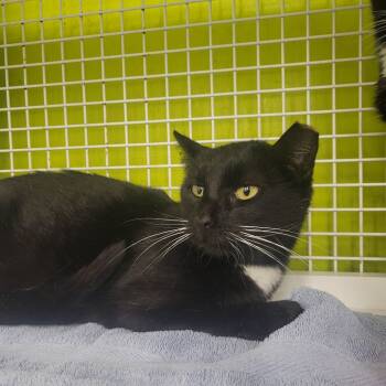 Rescue Domestic Short Hair Cats for Adoption in Rochester, Minnesota - Roberna | PetCurious