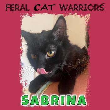 Sabrina -  Domestic Medium Hair Cat for Adoption in Squamish, British Columbia - Sabrina | PetCurious