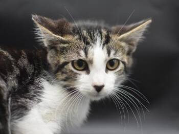 Munchkin -  Domestic Short Hair Cat for Adoption in Portland, Oregon - Munchkin | PetCurious