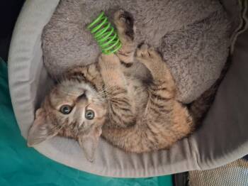 Rewind -  Domestic Short Hair Cat for Adoption in Hershey, Pennsylvania - Rewind | PetCurious