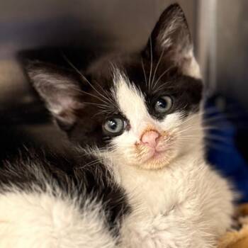 Masselie -  Domestic Short Hair Cat for Adoption in Cumming, Georgia - Masselie | PetCurious