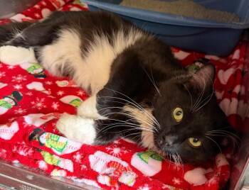 Domestic Medium Hair Cats Available for Adoption - Sardine | PetCurious