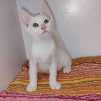 Libra -  Domestic Short Hair Cat for Adoption in Duncan, Oklahoma - Libra | PetCurious
