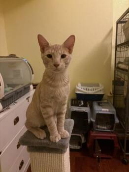 Rescue Domestic Short Hair Cats for Adoption in Davis, California - Simba | PetCurious